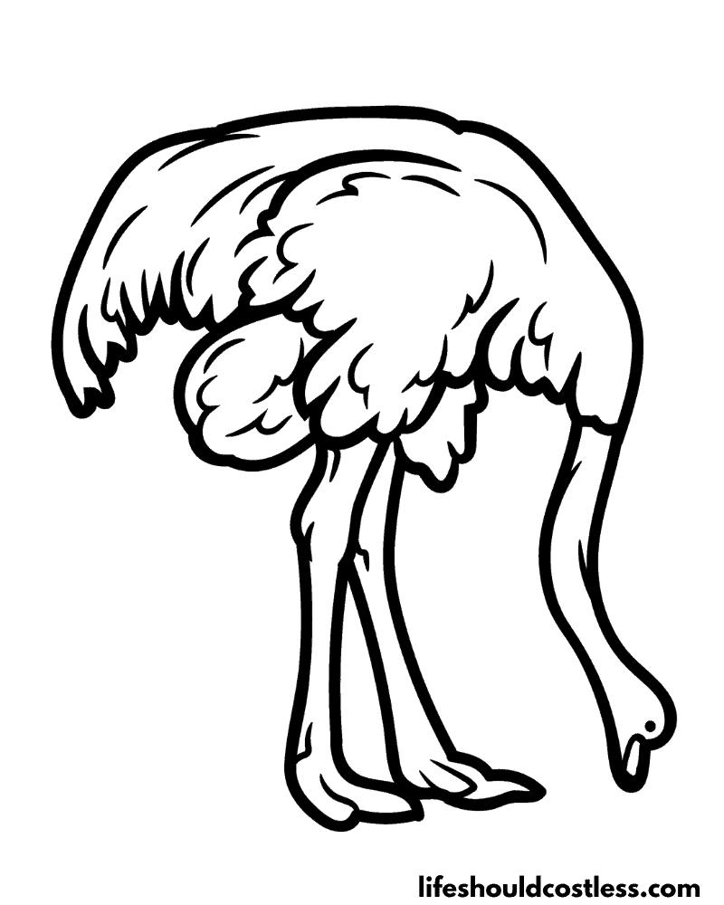 Coloring pages ostrich example