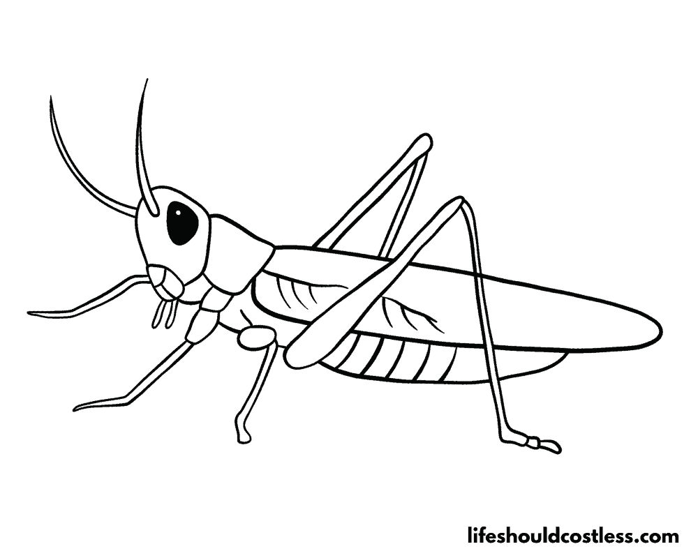 Grasshopper Coloring Pages (free printable PDF templates) - Life Should ...