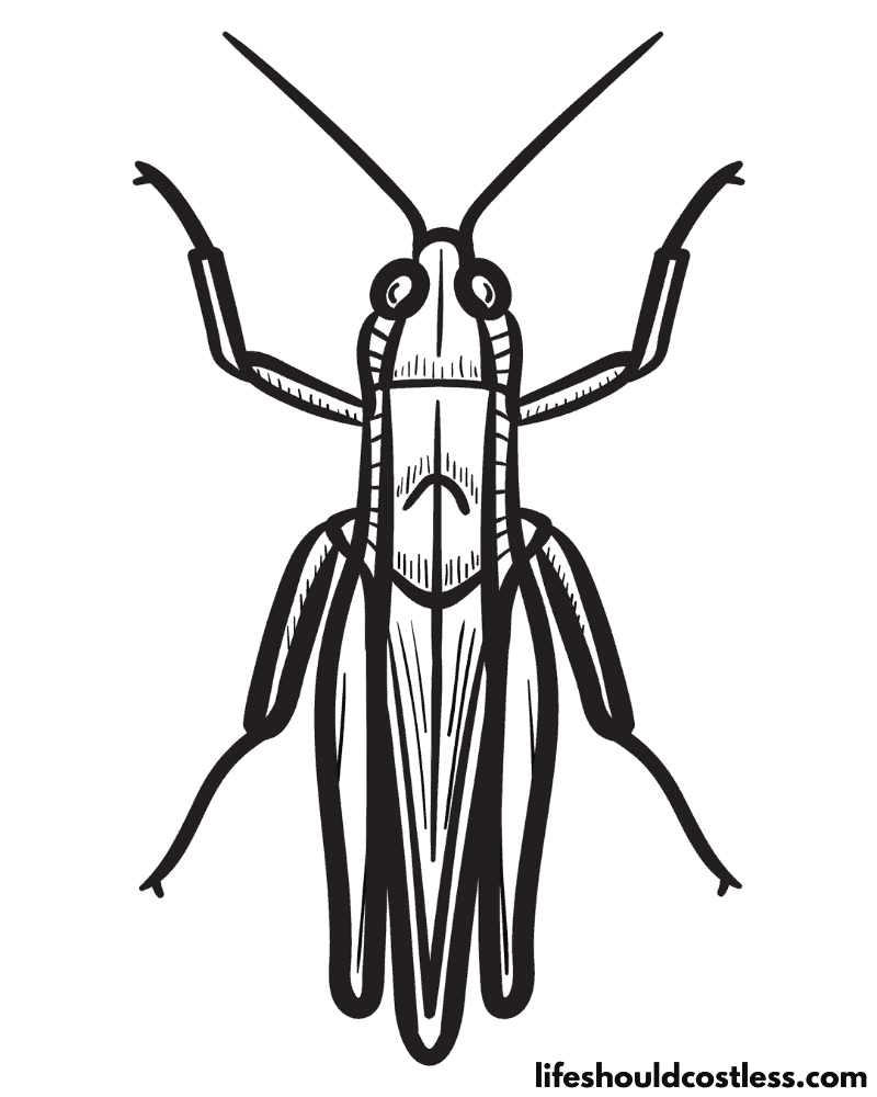 Grasshopper color sheet example