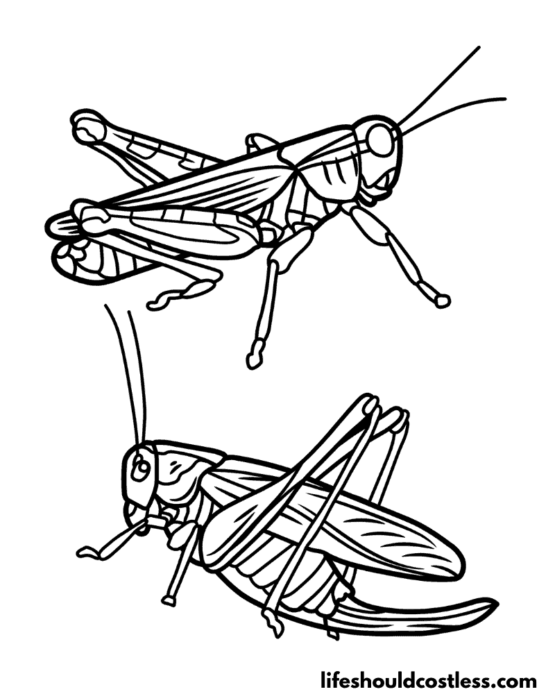 Grasshoppers coloring pages example