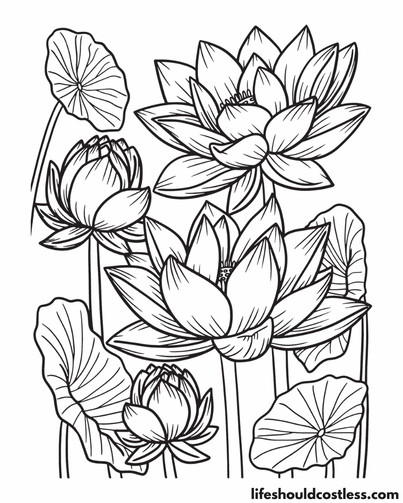 Lotus coloring page example