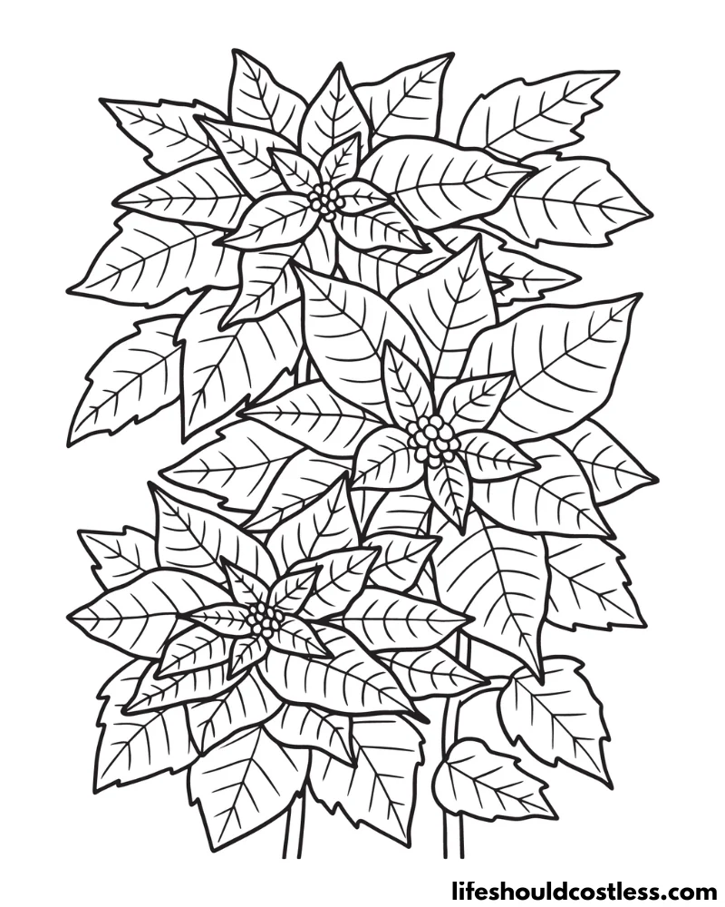 Poinsettia colouring pages example