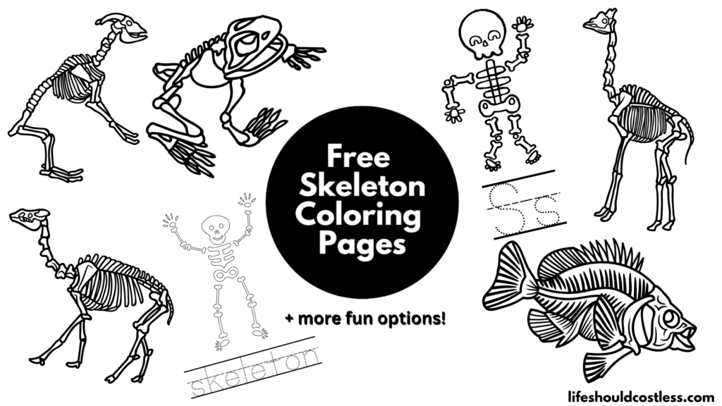 bone colouring pages
