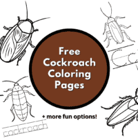 cockroach coloring pages