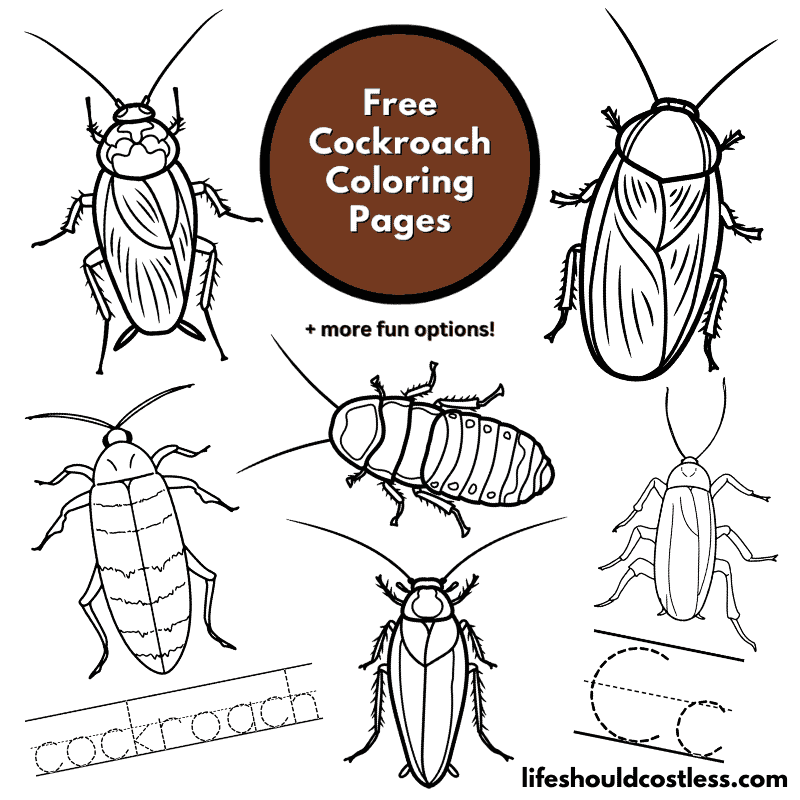 cockroach colour
