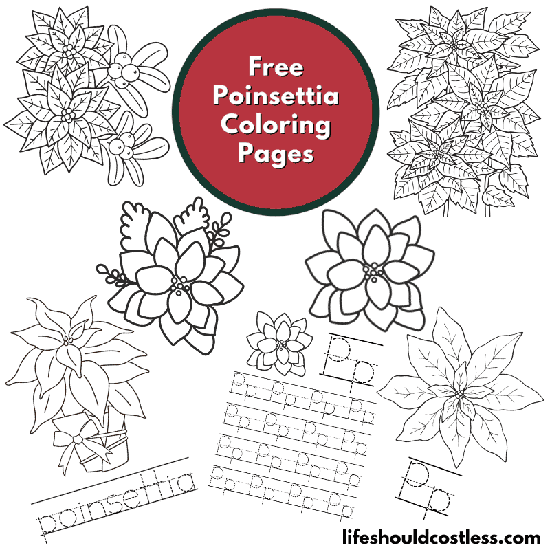 coloring page poinsettia