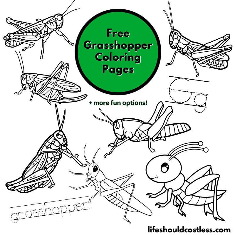 grasshopper coloring