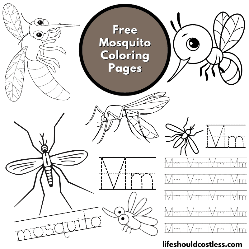 mosquito colouring