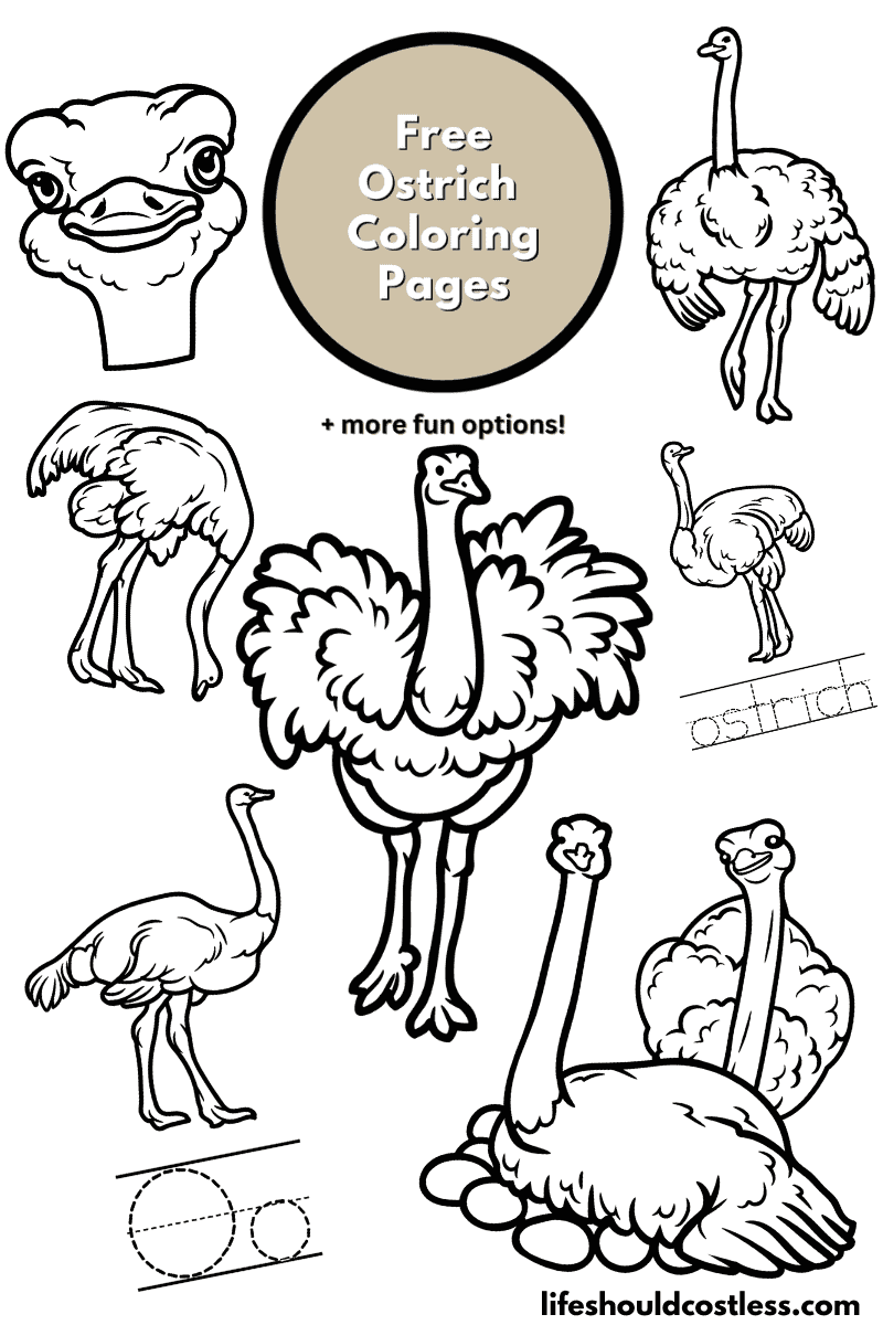 Ostrich Coloring Pages (free printable PDF templates) - Life Should ...