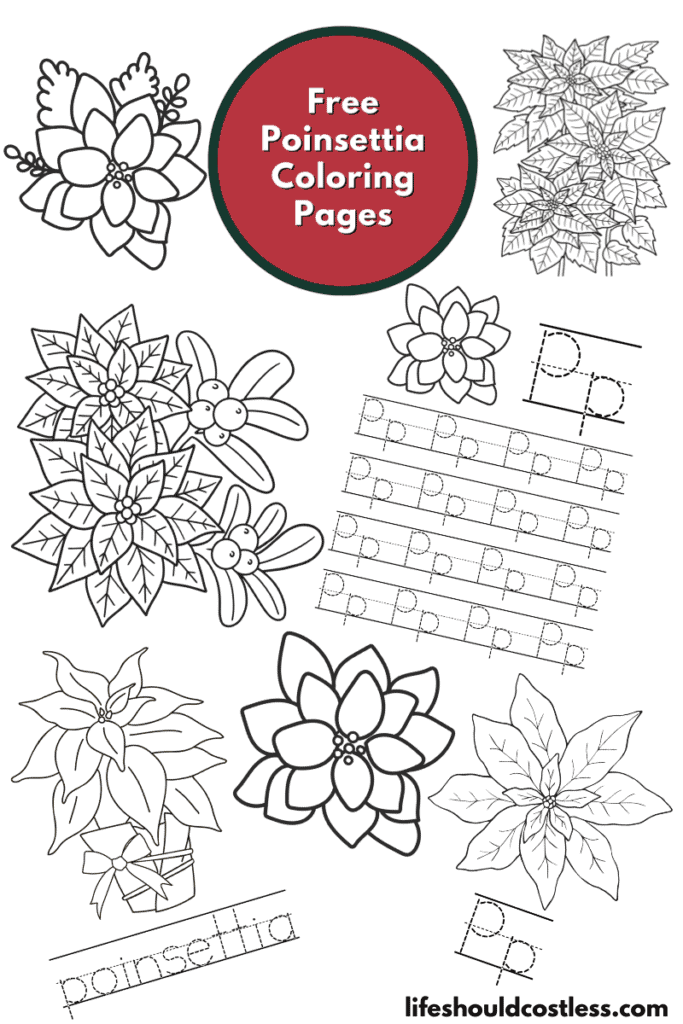 poinsettia colouring page
