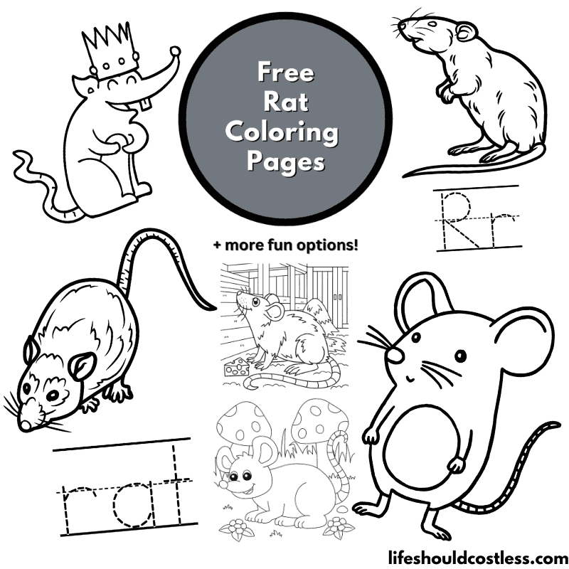 rat coloring