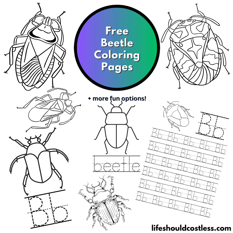 Beetle coloring