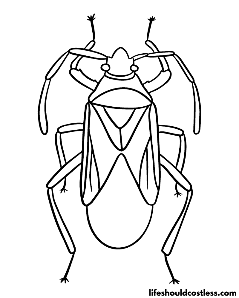 Beetle colouring page example