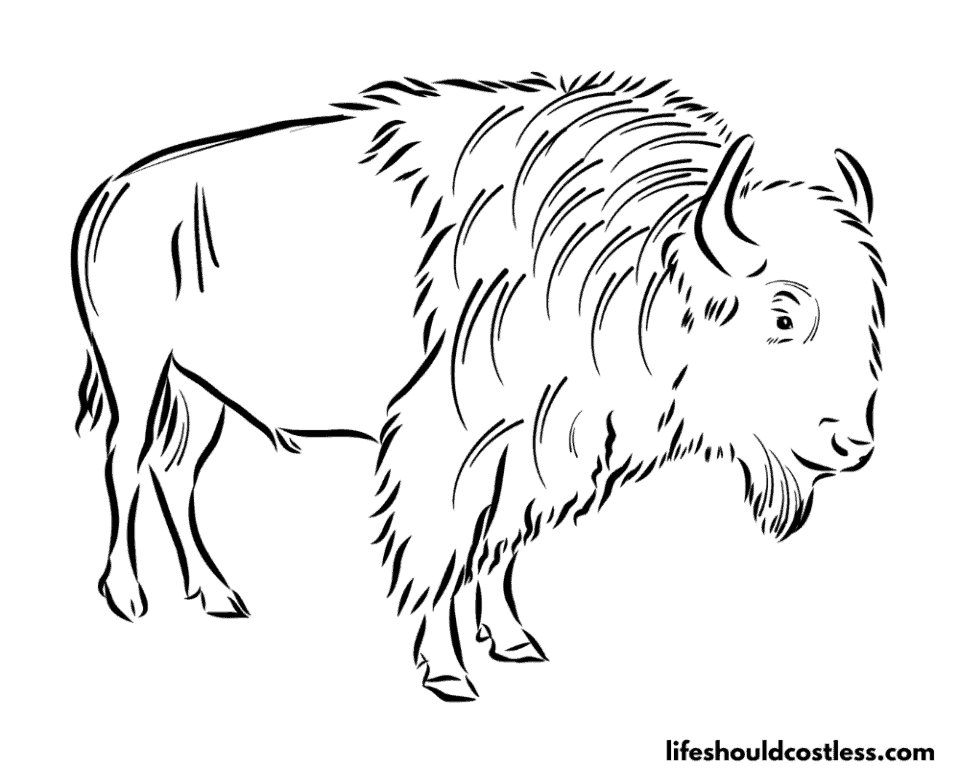 Buffalo Coloring Pages (free printable PDF templates) - Life Should ...