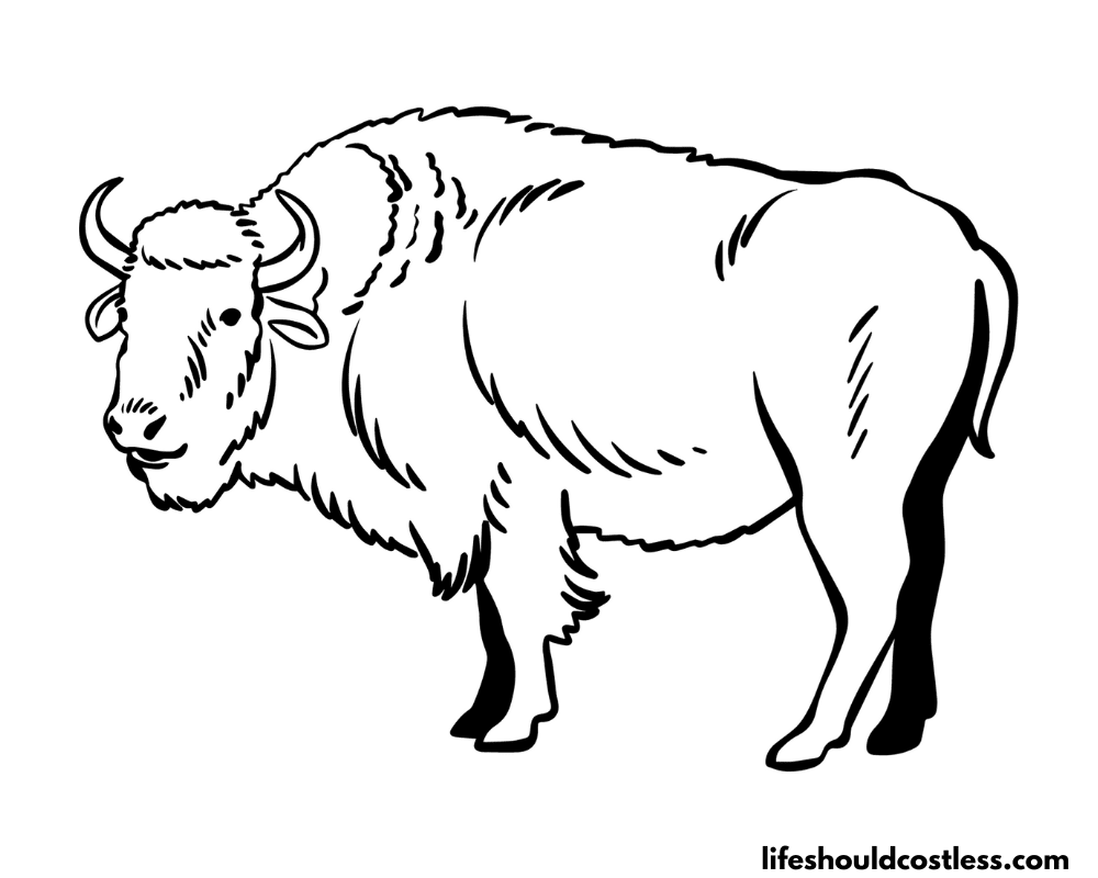 Buffalo colouring pages example