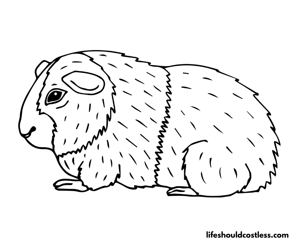 Cartoon guinea pigs coloring pages B example