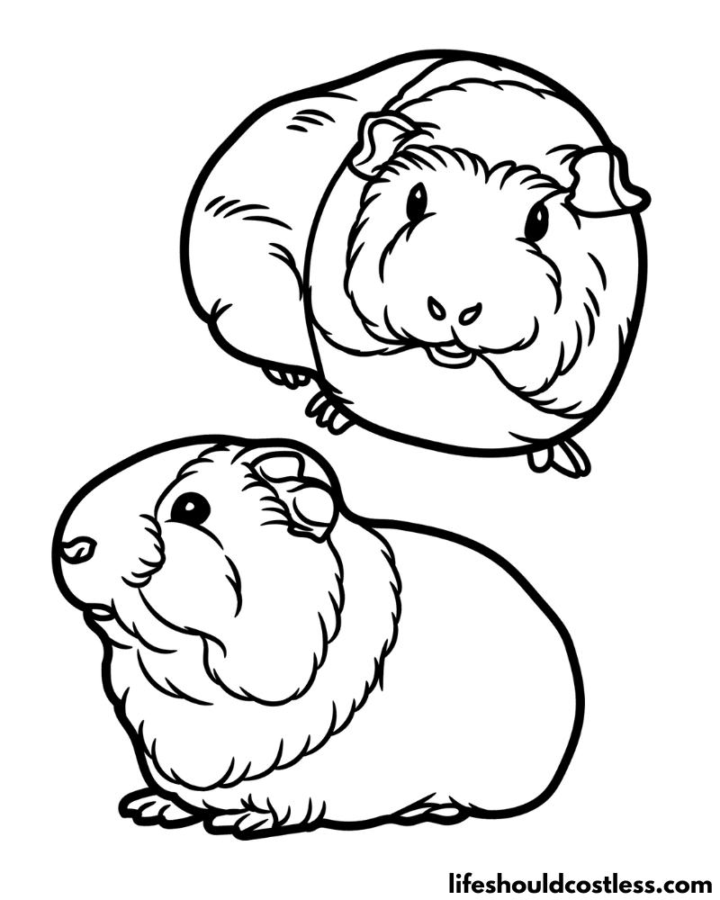 Coloring pages guinea pigs example