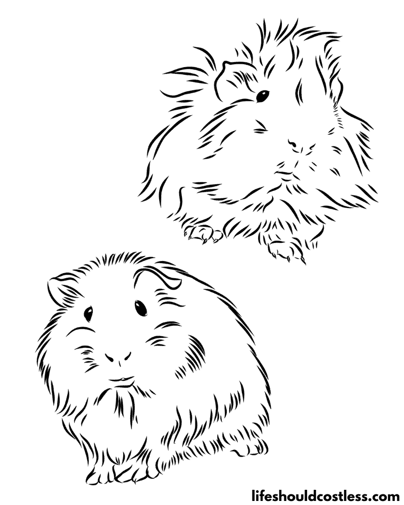 Coloring pages of guinea pigs B example