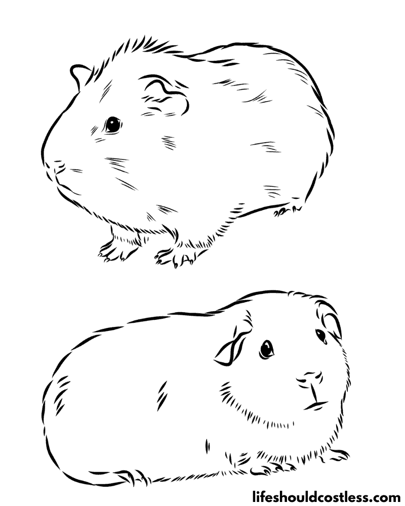 Coloring pages of guinea pigs example