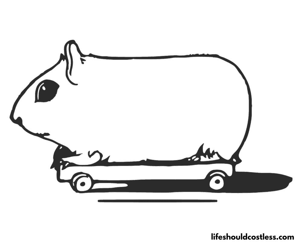 Colouring pages guinea pigs example