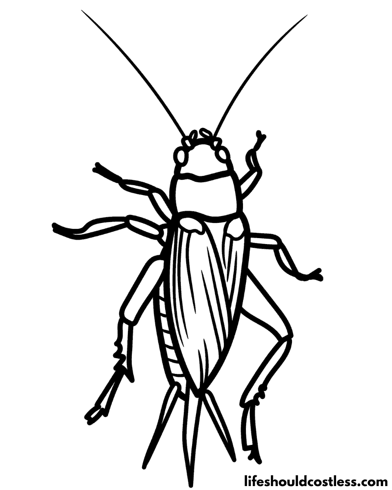 Cricket coloring page example