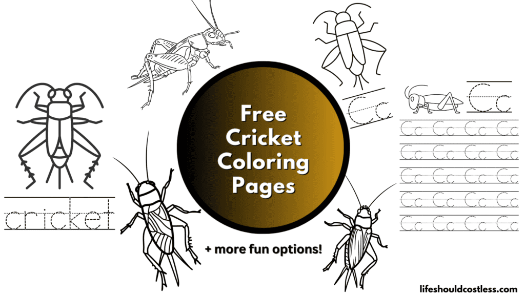 Cricket coloring pages