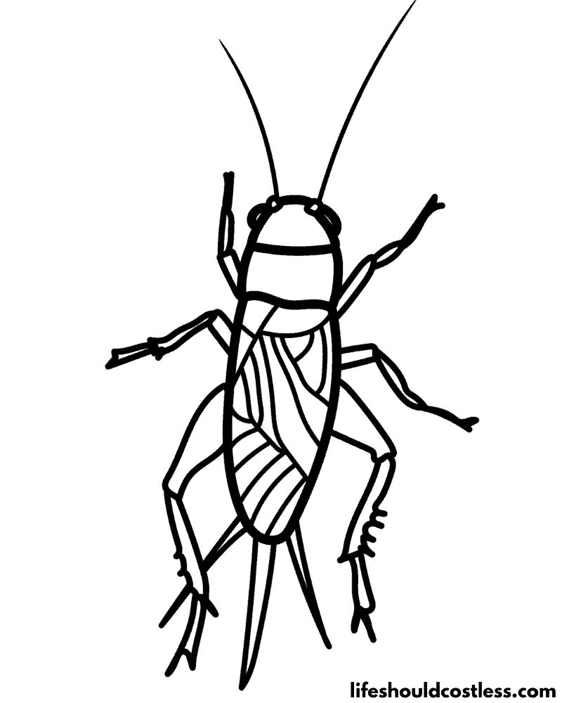 Cricket coloring pages example