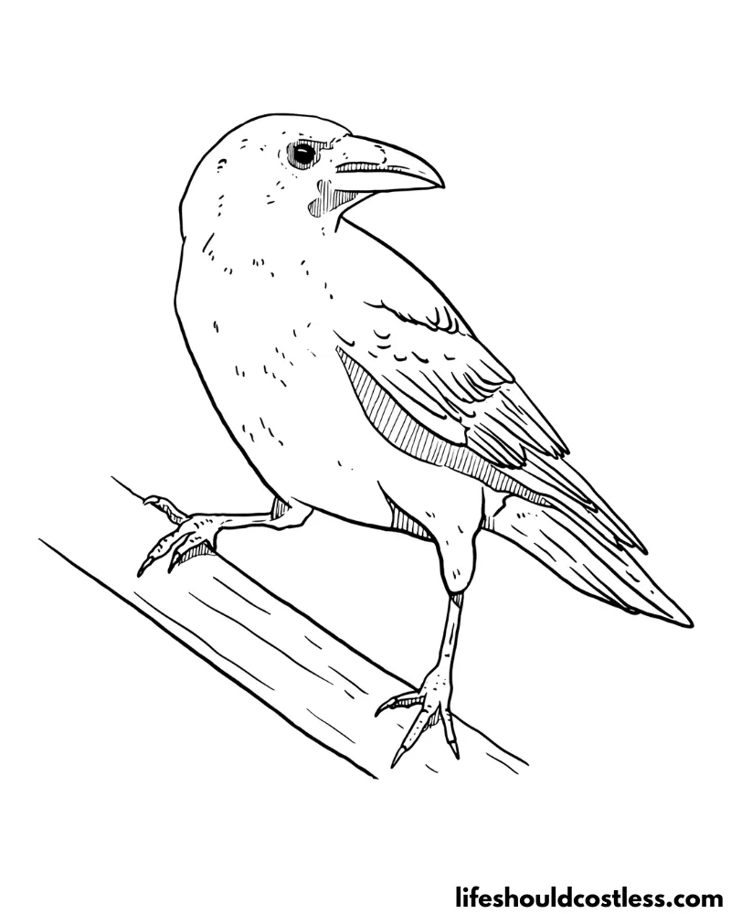 Crow coloring sheet example