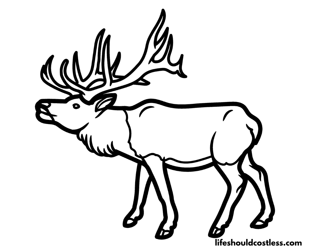 Elk coloring sheet example