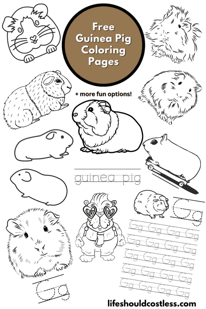 Guinea pig colour