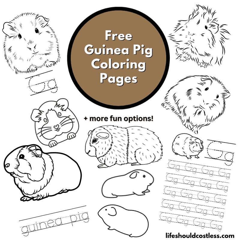 Guinea pigs colour