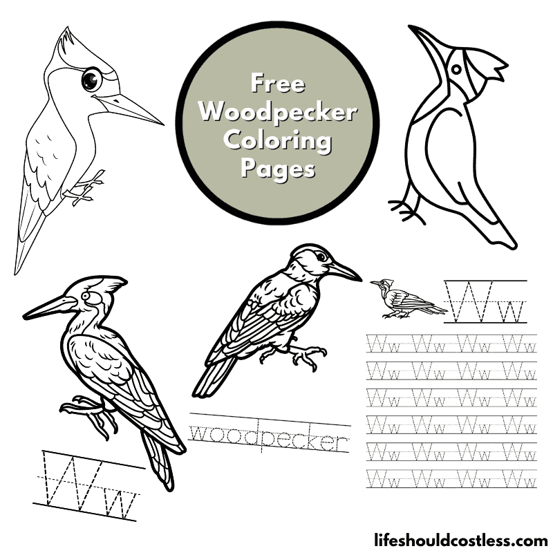 Woodpecker color