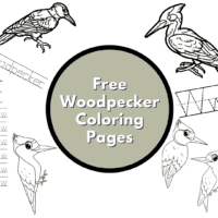 Woodpecker coloring pages