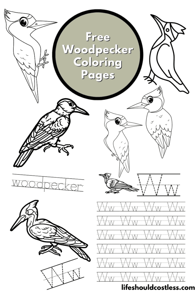 Woodpecker colour in