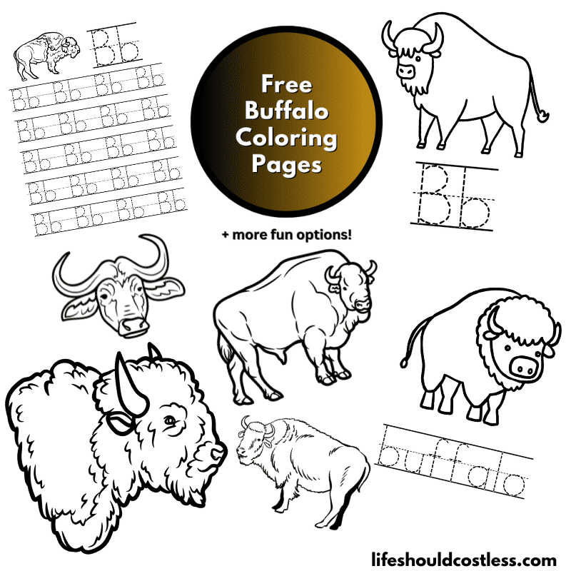 coloring buffalo