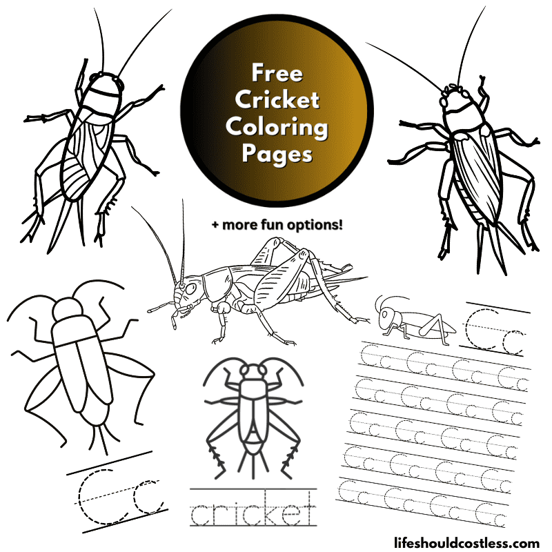 what color is a cricket