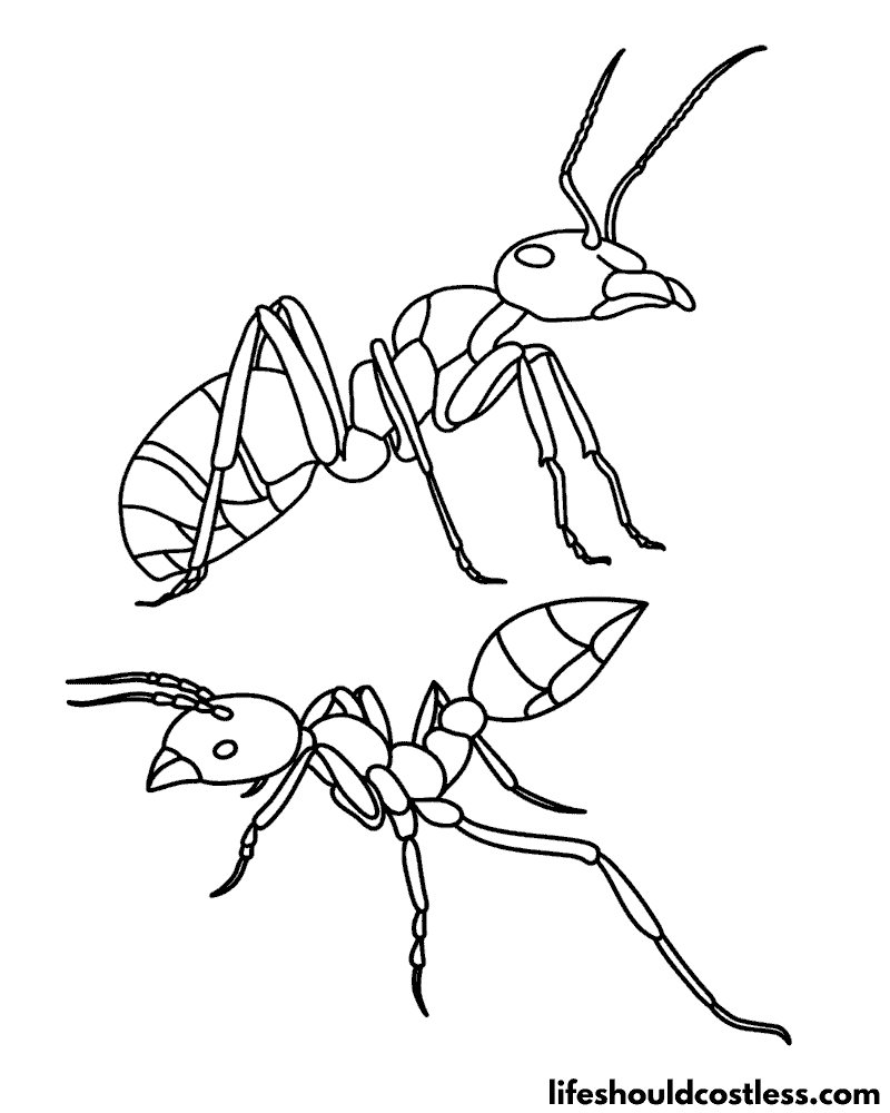 Ants Coloring Pages Example