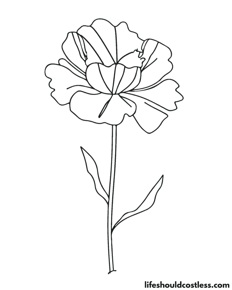 Carnation picture to color example