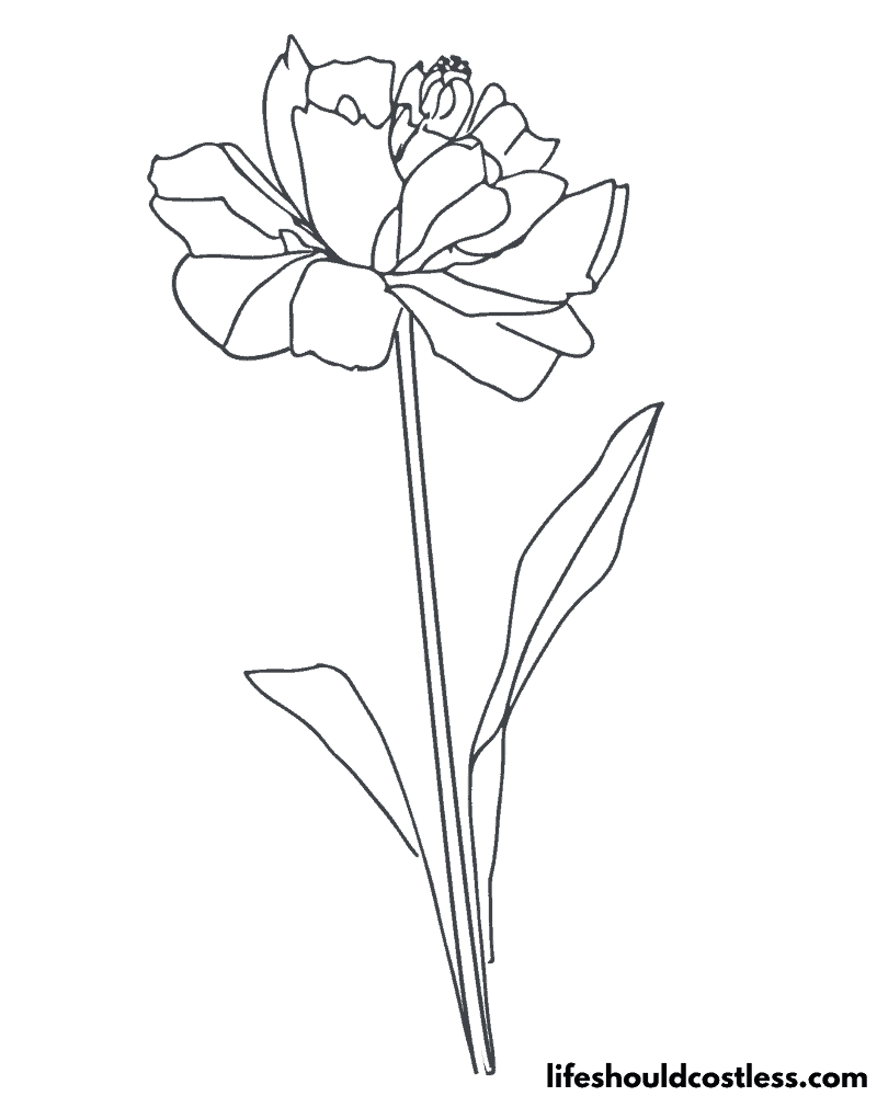 Carnation pictures to color example