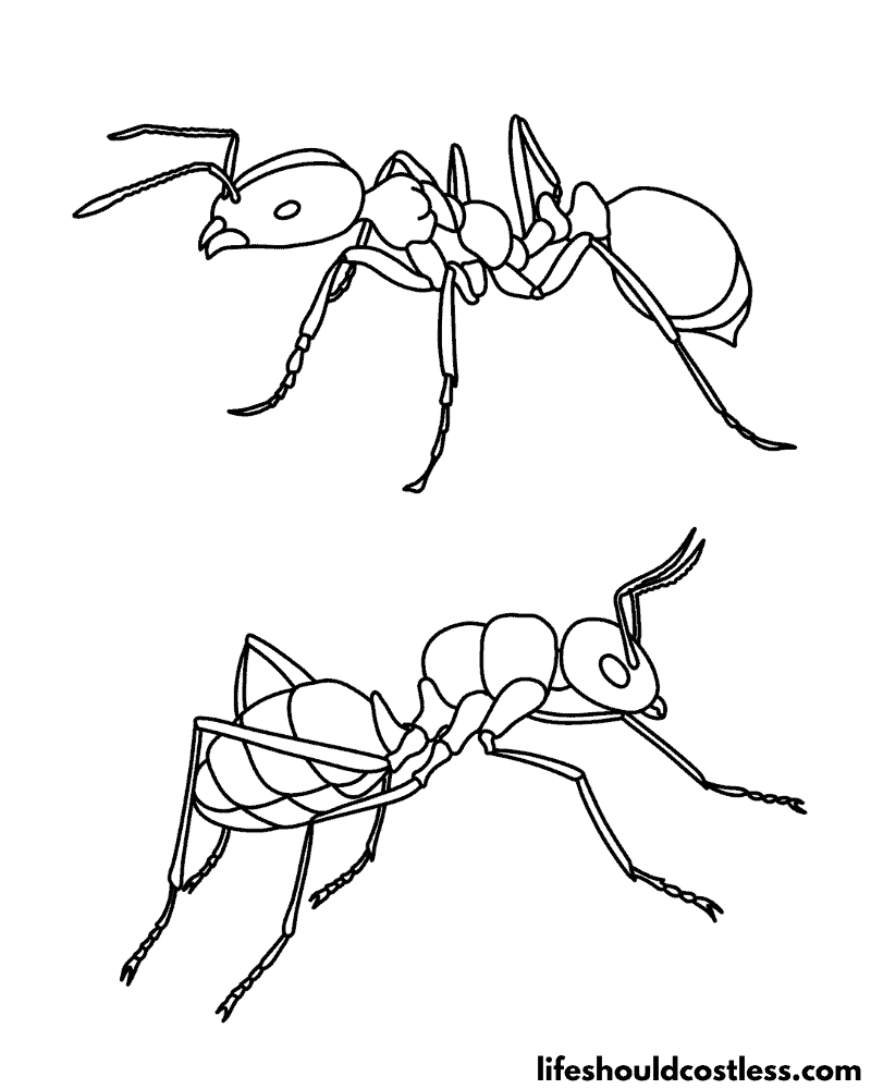 Coloring Pages Of Ants Example
