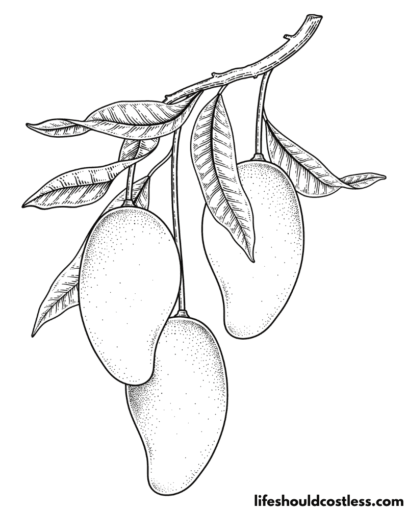 Colouring page of mango example