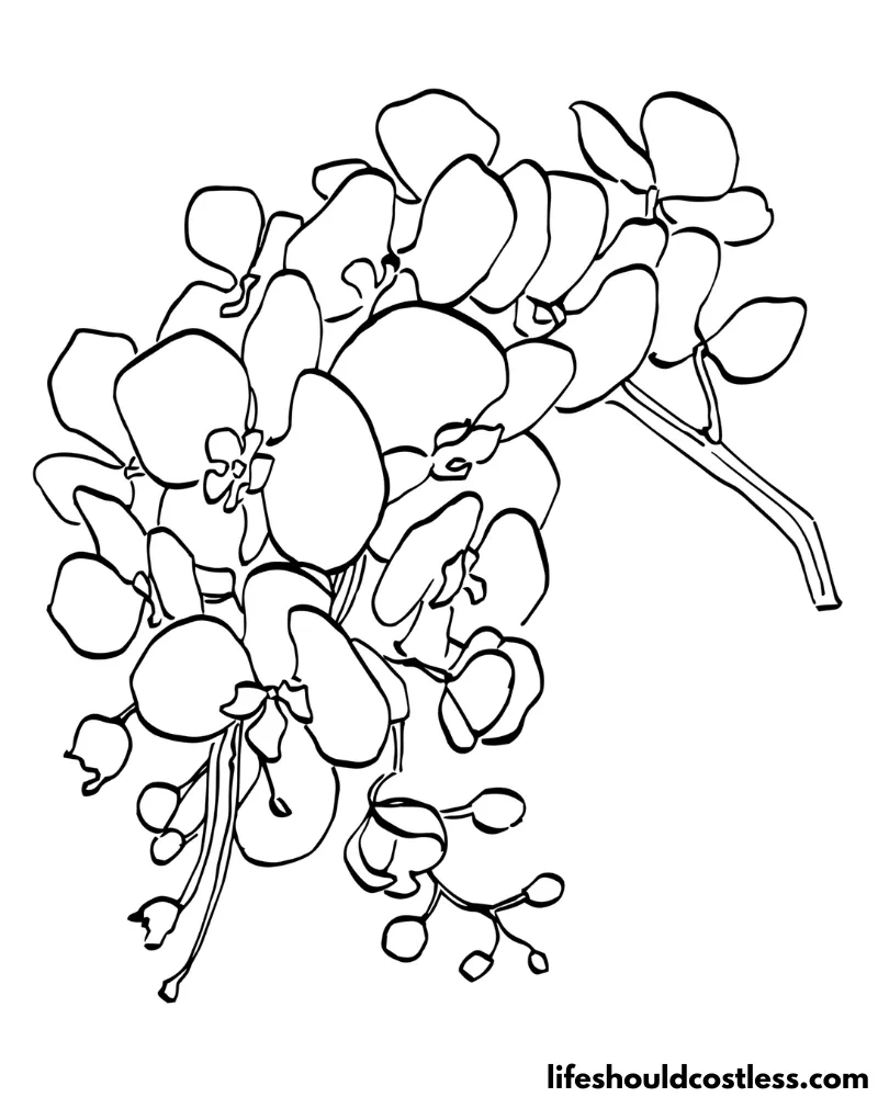 Orchid coloring page example