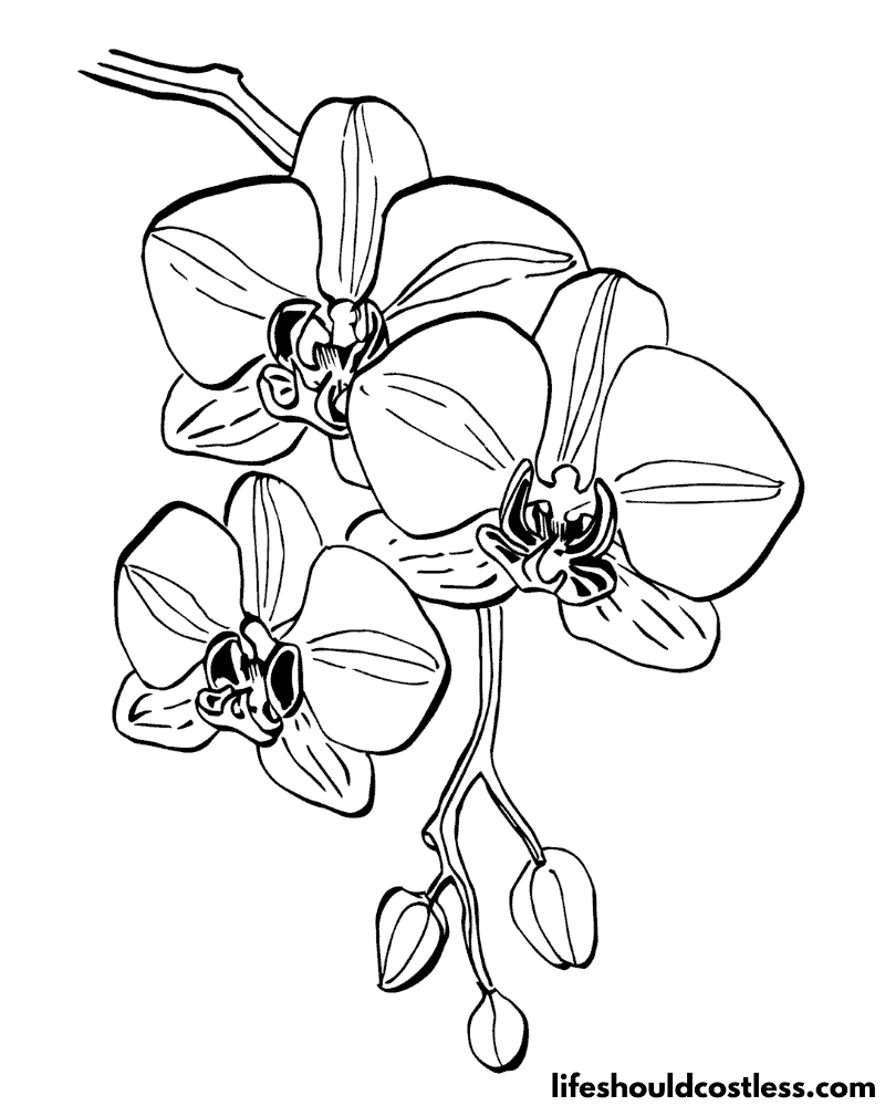 Orchid pictures to color example