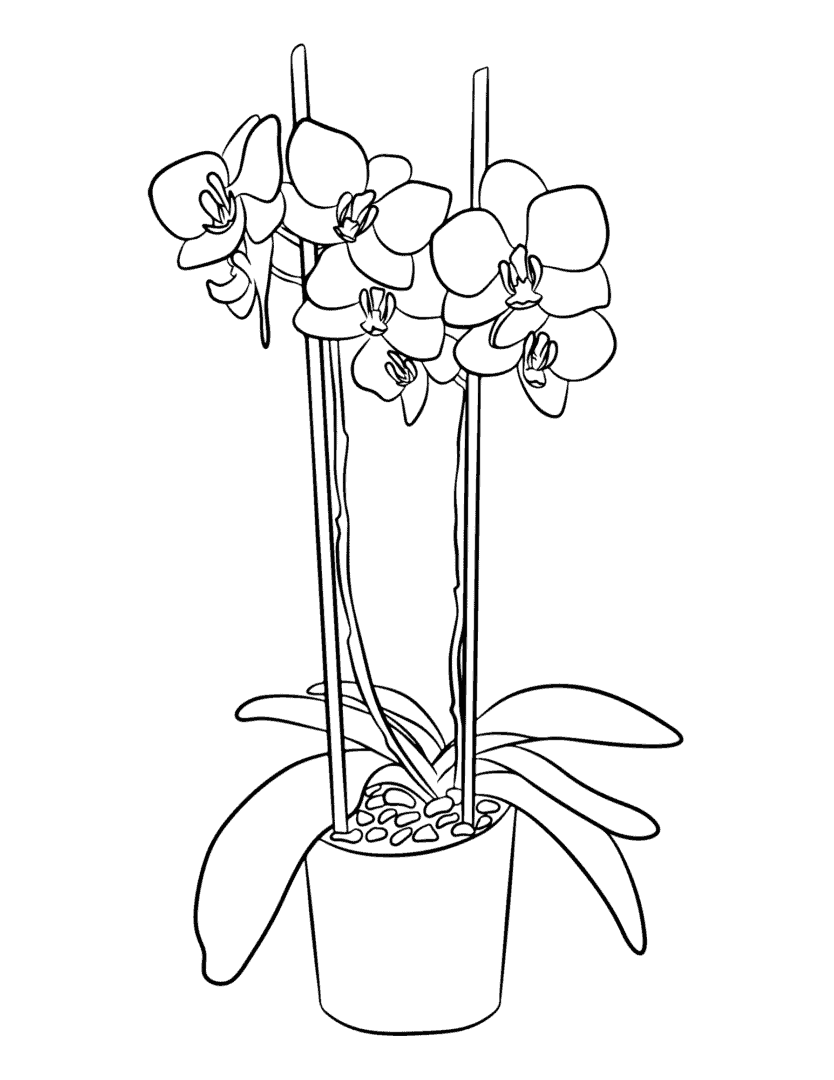 Orchid Coloring Pages (free printable PDF templates) - Life Should Cost ...