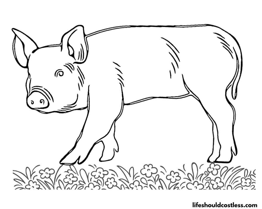 Realistic Printable Piggy Coloring Pages Example
