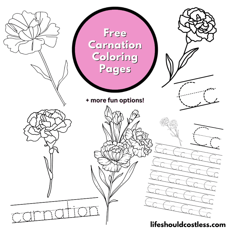 carnation pictures