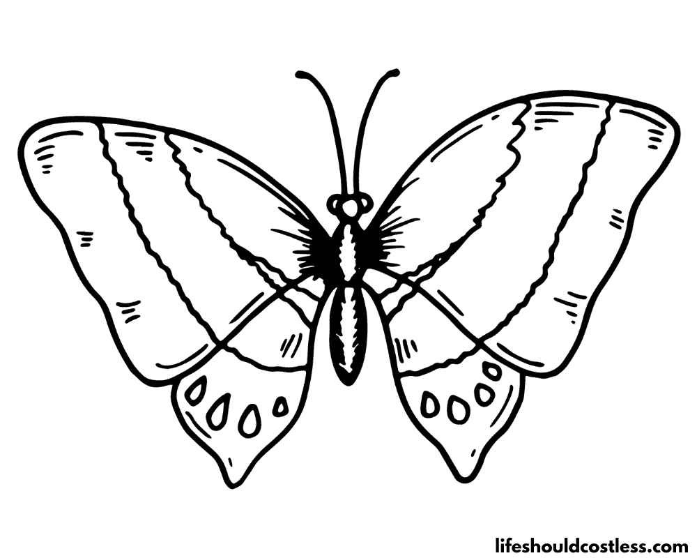Coloring butterfly pages example