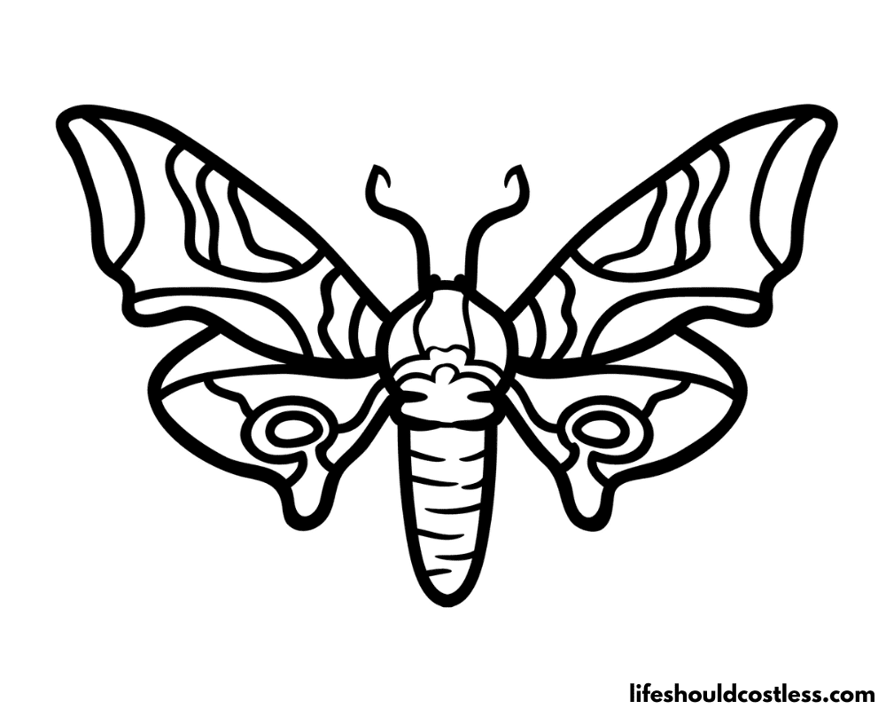 Moth coloring page example