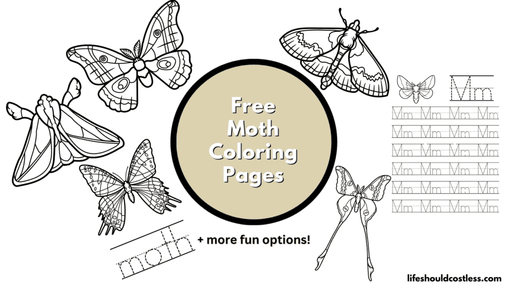Moth coloring pages