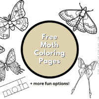 Moth coloring pages
